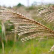 ヒメ日記 2025/10/22 07:15 投稿 三原 さゆり ベストマダム