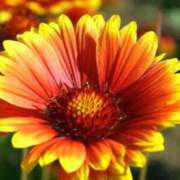 ヒメ日記 2025/10/25 07:15 投稿 三原 さゆり ベストマダム