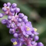 ヒメ日記 2025/10/26 07:15 投稿 三原 さゆり ベストマダム