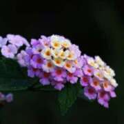 ヒメ日記 2025/10/27 07:15 投稿 三原 さゆり ベストマダム