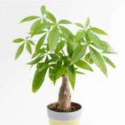 ヒメ日記 2025/10/28 07:15 投稿 三原 さゆり ベストマダム