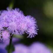 ヒメ日記 2025/10/29 07:15 投稿 三原 さゆり ベストマダム