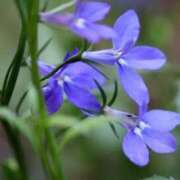 ヒメ日記 2025/10/30 07:15 投稿 三原 さゆり ベストマダム