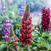 ヒメ日記 2025/11/02 07:15 投稿 三原 さゆり ベストマダム