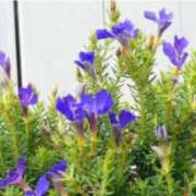 ヒメ日記 2025/11/03 07:15 投稿 三原 さゆり ベストマダム