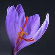 ヒメ日記 2025/11/04 07:15 投稿 三原 さゆり ベストマダム