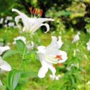 ヒメ日記 2025/11/06 07:15 投稿 三原 さゆり ベストマダム