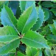 ヒメ日記 2025/11/08 07:15 投稿 三原 さゆり ベストマダム