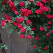 ヒメ日記 2025/11/09 07:15 投稿 三原 さゆり ベストマダム