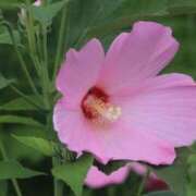 ヒメ日記 2025/11/10 07:15 投稿 三原 さゆり ベストマダム