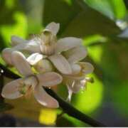 ヒメ日記 2025/11/12 07:15 投稿 三原 さゆり ベストマダム