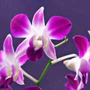 ヒメ日記 2025/11/13 07:15 投稿 三原 さゆり ベストマダム