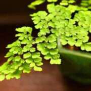 ヒメ日記 2025/11/14 07:15 投稿 三原 さゆり ベストマダム