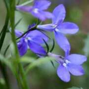 ヒメ日記 2025/11/15 08:02 投稿 三原 さゆり ベストマダム