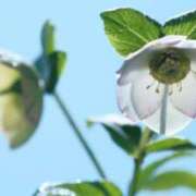 ヒメ日記 2025/11/16 07:15 投稿 三原 さゆり ベストマダム