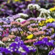 ヒメ日記 2025/11/17 07:15 投稿 三原 さゆり ベストマダム