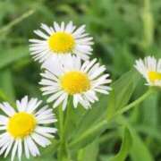 ヒメ日記 2025/11/18 07:15 投稿 三原 さゆり ベストマダム