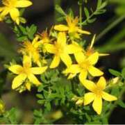 ヒメ日記 2025/11/19 07:15 投稿 三原 さゆり ベストマダム