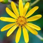 ヒメ日記 2025/11/20 07:15 投稿 三原 さゆり ベストマダム