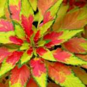 ヒメ日記 2025/11/22 08:00 投稿 三原 さゆり ベストマダム