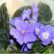 ヒメ日記 2025/11/24 07:15 投稿 三原 さゆり ベストマダム