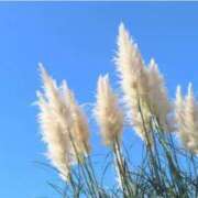 ヒメ日記 2025/11/25 07:45 投稿 三原 さゆり ベストマダム