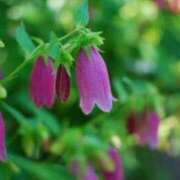 ヒメ日記 2025/11/26 07:15 投稿 三原 さゆり ベストマダム