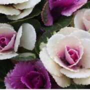 ヒメ日記 2025/11/27 07:15 投稿 三原 さゆり ベストマダム