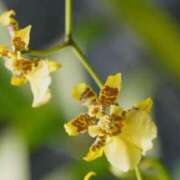 ヒメ日記 2025/11/28 07:15 投稿 三原 さゆり ベストマダム