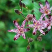 ヒメ日記 2025/11/29 07:15 投稿 三原 さゆり ベストマダム