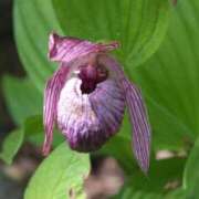 ヒメ日記 2025/11/30 07:15 投稿 三原 さゆり ベストマダム