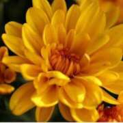 ヒメ日記 2025/12/01 06:30 投稿 三原 さゆり ベストマダム