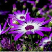 ヒメ日記 2025/12/02 07:15 投稿 三原 さゆり ベストマダム