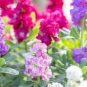 ヒメ日記 2025/12/03 07:15 投稿 三原 さゆり ベストマダム