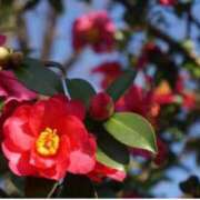 ヒメ日記 2025/12/04 07:15 投稿 三原 さゆり ベストマダム