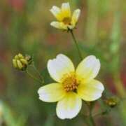 ヒメ日記 2025/12/08 07:15 投稿 三原 さゆり ベストマダム