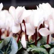 ヒメ日記 2025/12/10 07:15 投稿 三原 さゆり ベストマダム