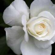 ヒメ日記 2025/12/11 07:15 投稿 三原 さゆり ベストマダム