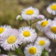 ヒメ日記 2025/12/12 07:15 投稿 三原 さゆり ベストマダム