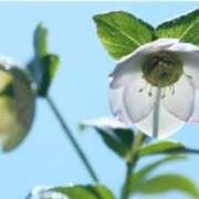 ヒメ日記 2025/12/13 07:15 投稿 三原 さゆり ベストマダム