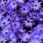 ヒメ日記 2025/12/14 07:15 投稿 三原 さゆり ベストマダム