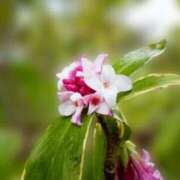 ヒメ日記 2025/12/15 07:15 投稿 三原 さゆり ベストマダム