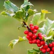 ヒメ日記 2025/12/16 07:15 投稿 三原 さゆり ベストマダム