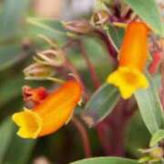 ヒメ日記 2025/12/17 07:15 投稿 三原 さゆり ベストマダム