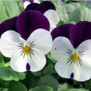 三原 さゆり 今日の誕生花 ベストマダム