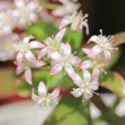 ヒメ日記 2025/12/22 07:15 投稿 三原 さゆり ベストマダム