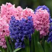 ヒメ日記 2025/12/23 07:15 投稿 三原 さゆり ベストマダム