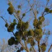 ヒメ日記 2025/12/24 07:15 投稿 三原 さゆり ベストマダム