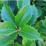 ヒメ日記 2025/12/25 07:15 投稿 三原 さゆり ベストマダム