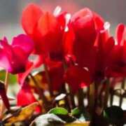 ヒメ日記 2025/12/26 07:15 投稿 三原 さゆり ベストマダム